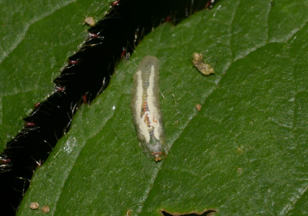 Larva da id.